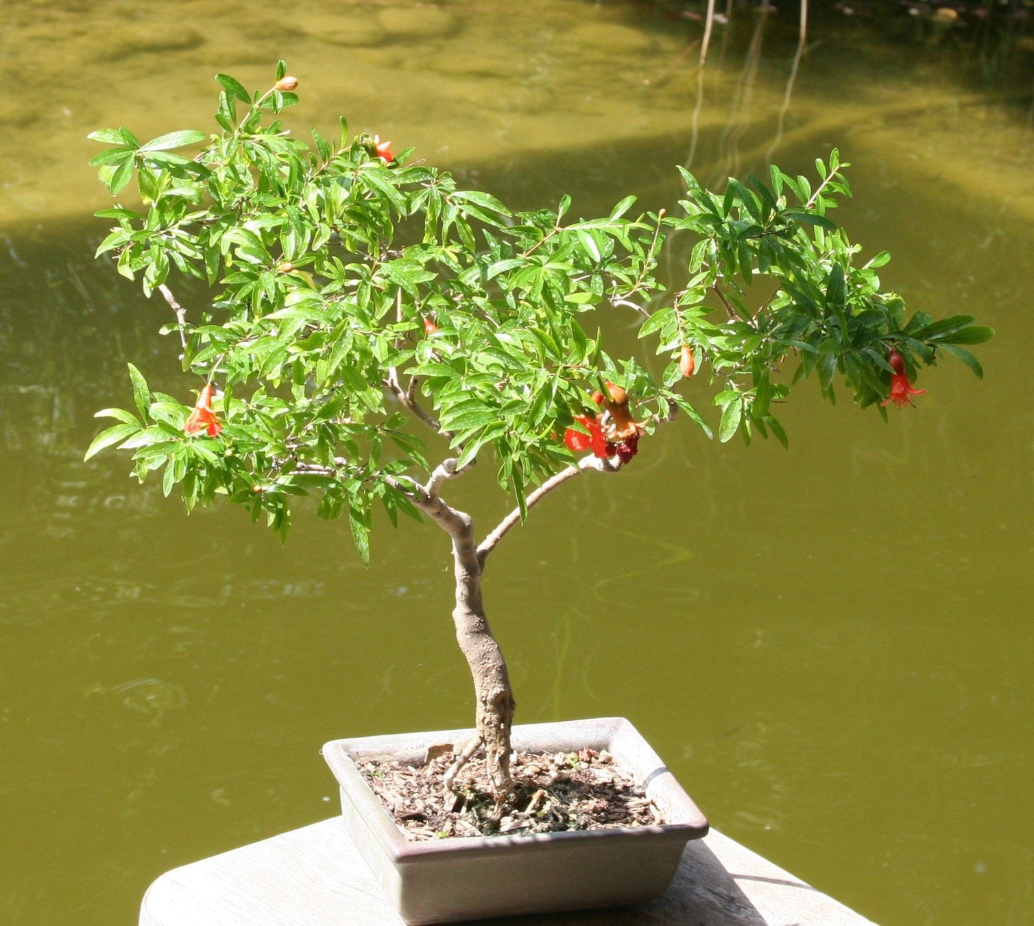 Plantes & graines: BONSAI  -  Granatapfel – D'occasion à Gretzenbach par Sikim
