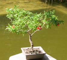 BONSAI  -  Granatapfel