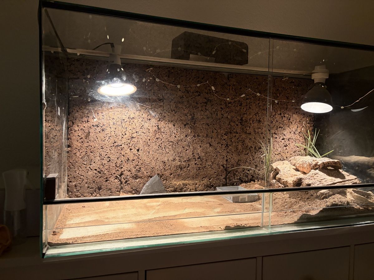 Terrario: Terrarium – Usato da Urtenen-Schönbühl venduto da Hattrick3 3