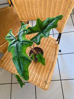 🌿 Alocasia Jacklyn mit Topf 🤩