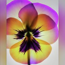 Profile image of the-colorful-side