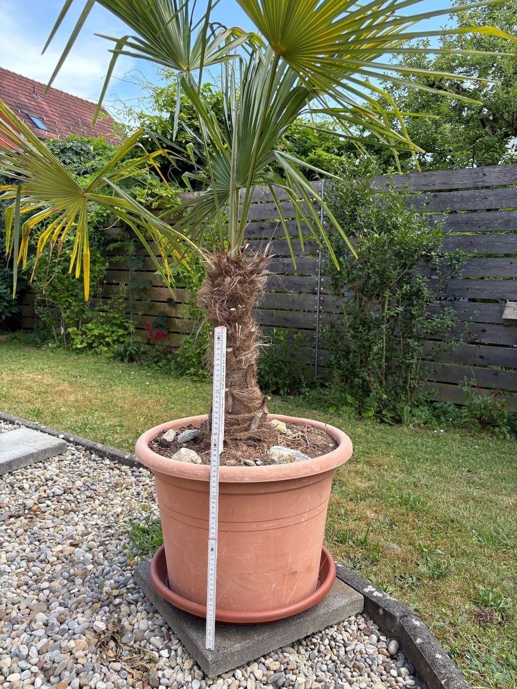 Plantes & graines: Palme – D'occasion à Wiesendangen par plus-minus