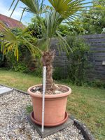 Palme