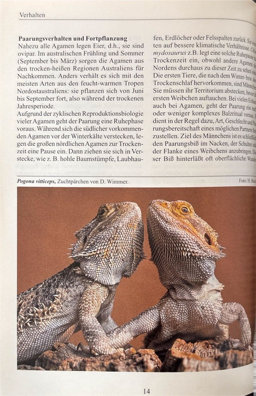 Libri: Bartgamen und Kragenechsen – Usato da Sarnen venduto da Livres 7