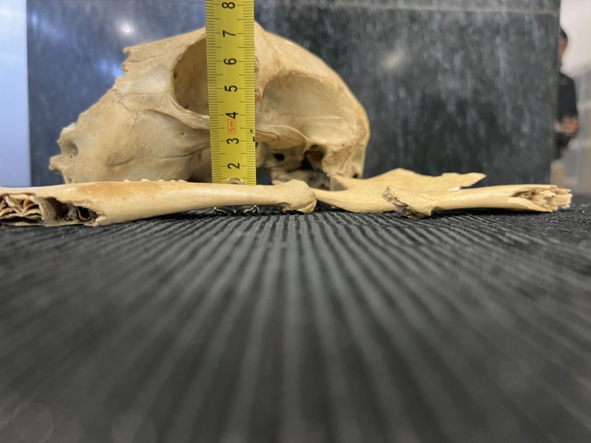 Welt der Tiere: CRÂNE 💀  ANCIEN – Gebraucht aus Genève von Leboucheoreilles 6