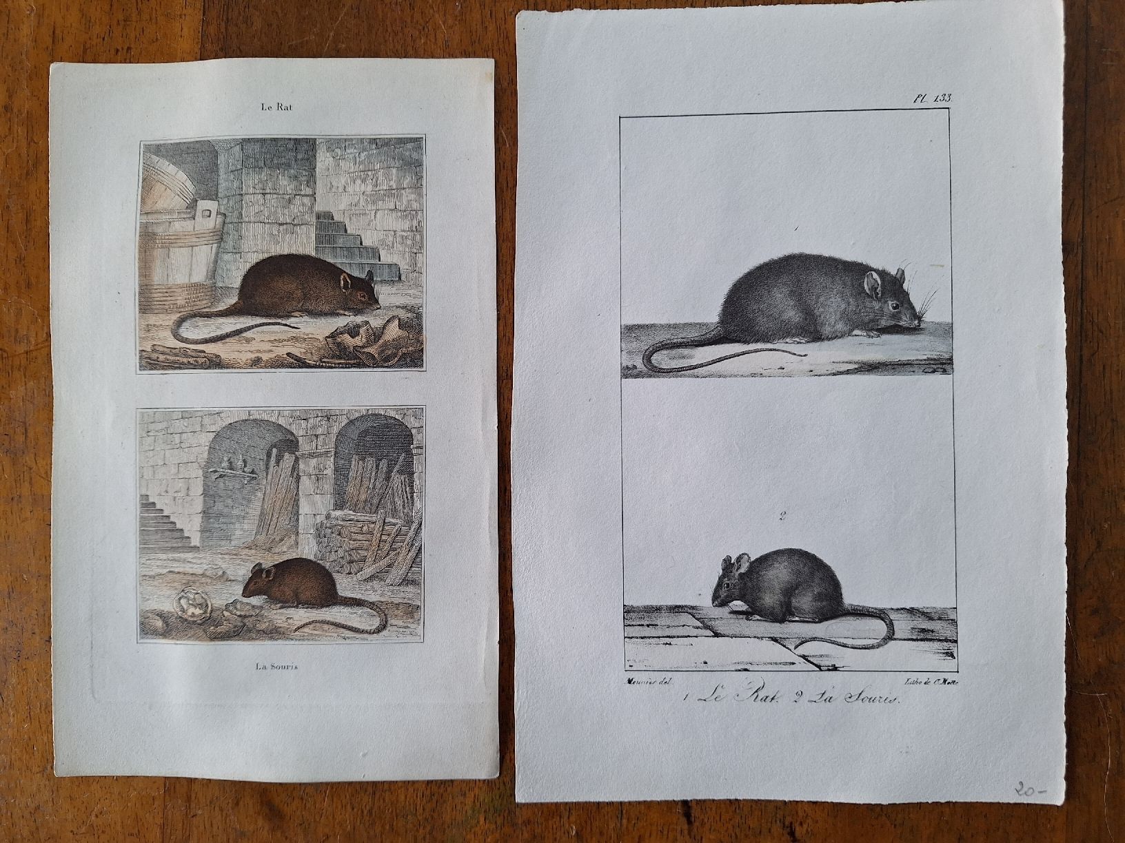 Incisioni: LA SOURIS. LE RAT – Usato da Bevaix venduto da bohrap