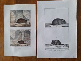 LA SOURIS. LE RAT