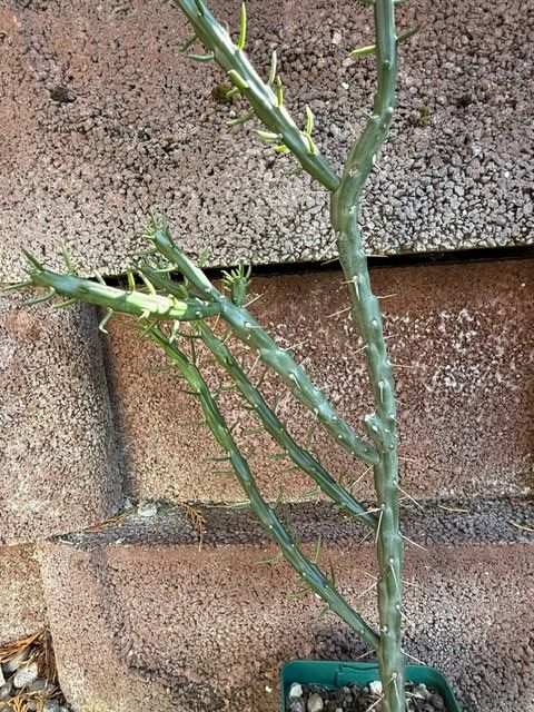 Pflanzen & Samen: Cylindropuntia Denver weiss / Winterhart – Gebraucht aus Therwil von Tigersunne 3