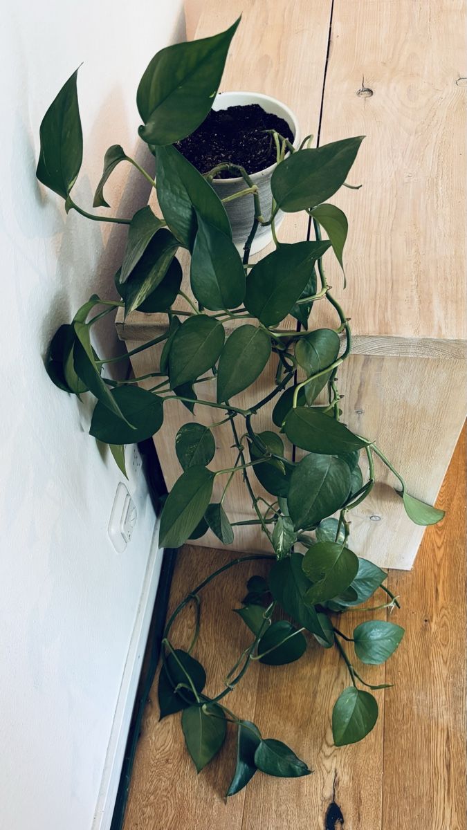 Plantes & graines: Efeutute gross – D'occasion à Zürich par keegstra 2