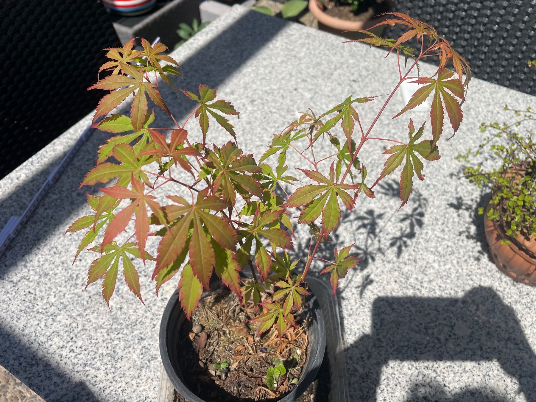 Piante & sementi: Acer Palmatum - Fächer-Ahorn – Nuovo (secondo la descrizione) da Buchs AG venduto da fischli610 2