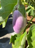 Aubergine Bio Samen 2026 frisch Pflanzen Blumen  10 Stücke