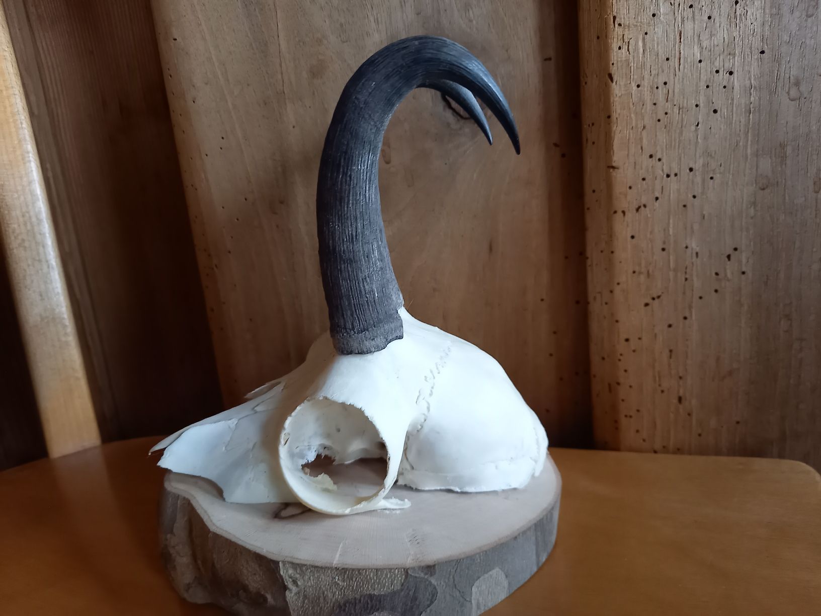 Altre raccolte & rarità: Schöne Gams -  Trophäe auf  Holzsockel – Usato da Galgenen venduto da Allerlei8854 5