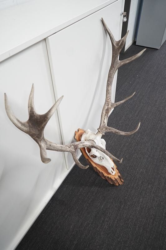 Sonstiges zum Sammeln & Seltenes: Rot-Hirsch Geweih Trophäe – Gebraucht aus Rüti ZH von Restwert_Rueti_ZH 5