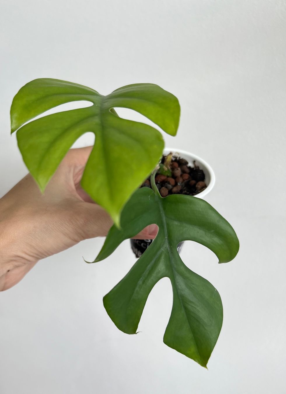 Piante & sementi: Monstera minima💚 – Usato da Glattpark(Opfikon) venduto da ste_n99y