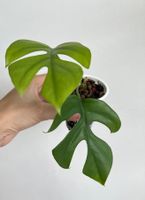 Monstera minima💚