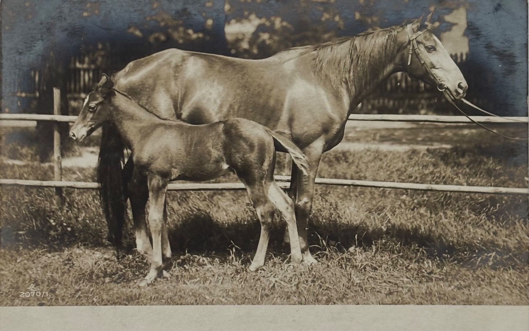 Cartoline postali: Fotokarte, Pferd, Fohlen – Usato da Frauenfeld venduto da Merk52