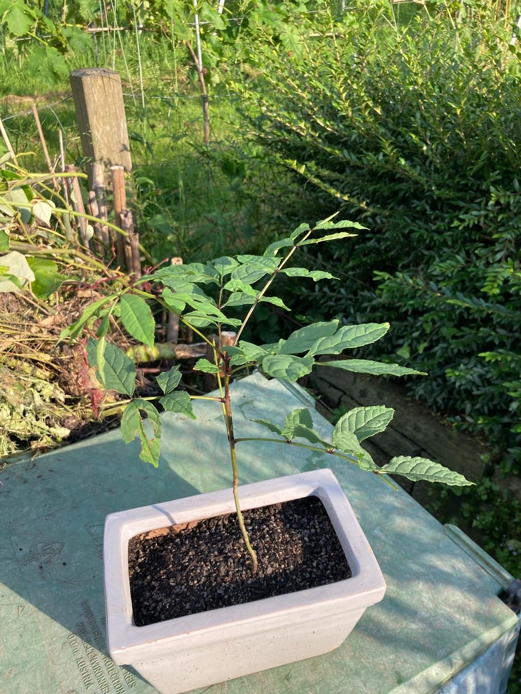 Piante & sementi: Esche für Bonsai – Usato da Uttwil venduto da Dolphin7