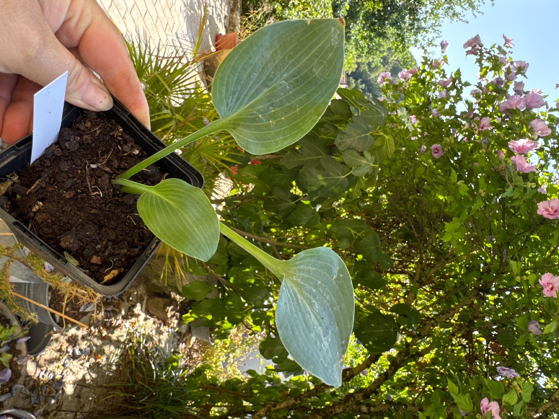 Piante & sementi: Hosta blue cadet 1 – Usato da Lajoux JU venduto da Briard0 1