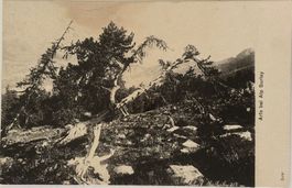 Arfe bei Alp Surley