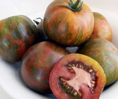 Black Zebra BIO - Solanum lycopersicum - 15 Samen