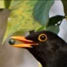 Profile image of sebass