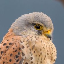 Profile image of Nizze