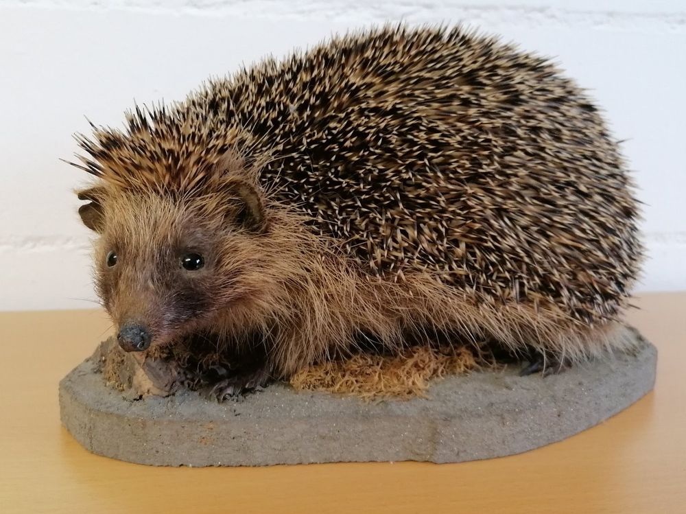 Tierpräparate Igel Dachs Marder und Co. | Kaufen auf Ricardo