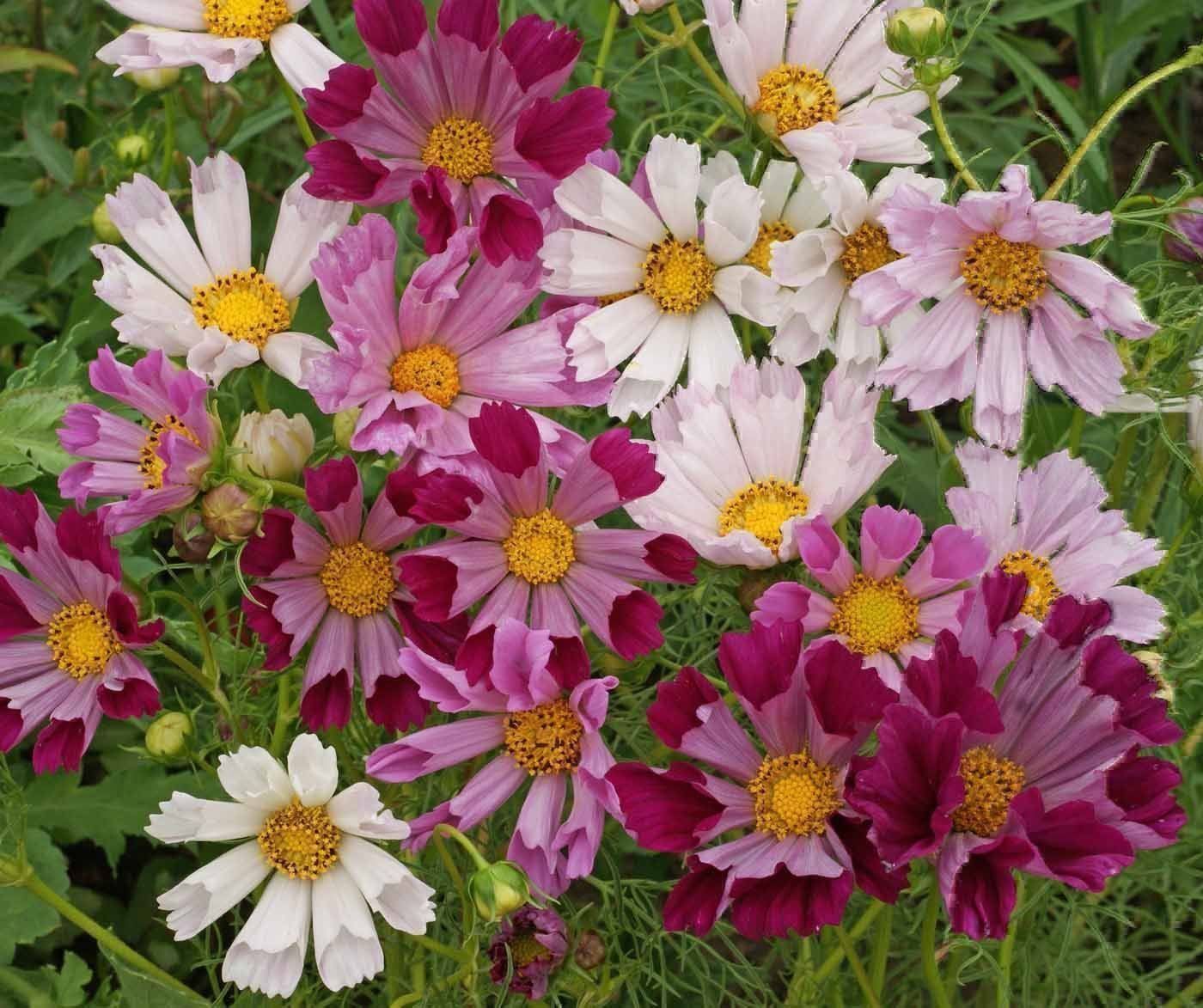 Piante & sementi: 100 Samen Cosmea SEA SHELLS Schmuckkörbchen – Nuovo (secondo la descrizione) da Ehrendingen venduto da VerveinaSamen 5
