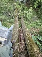 Eichenholz/Eichenstämme