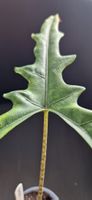 🤩Alocasia Sabrina Narrow Spross