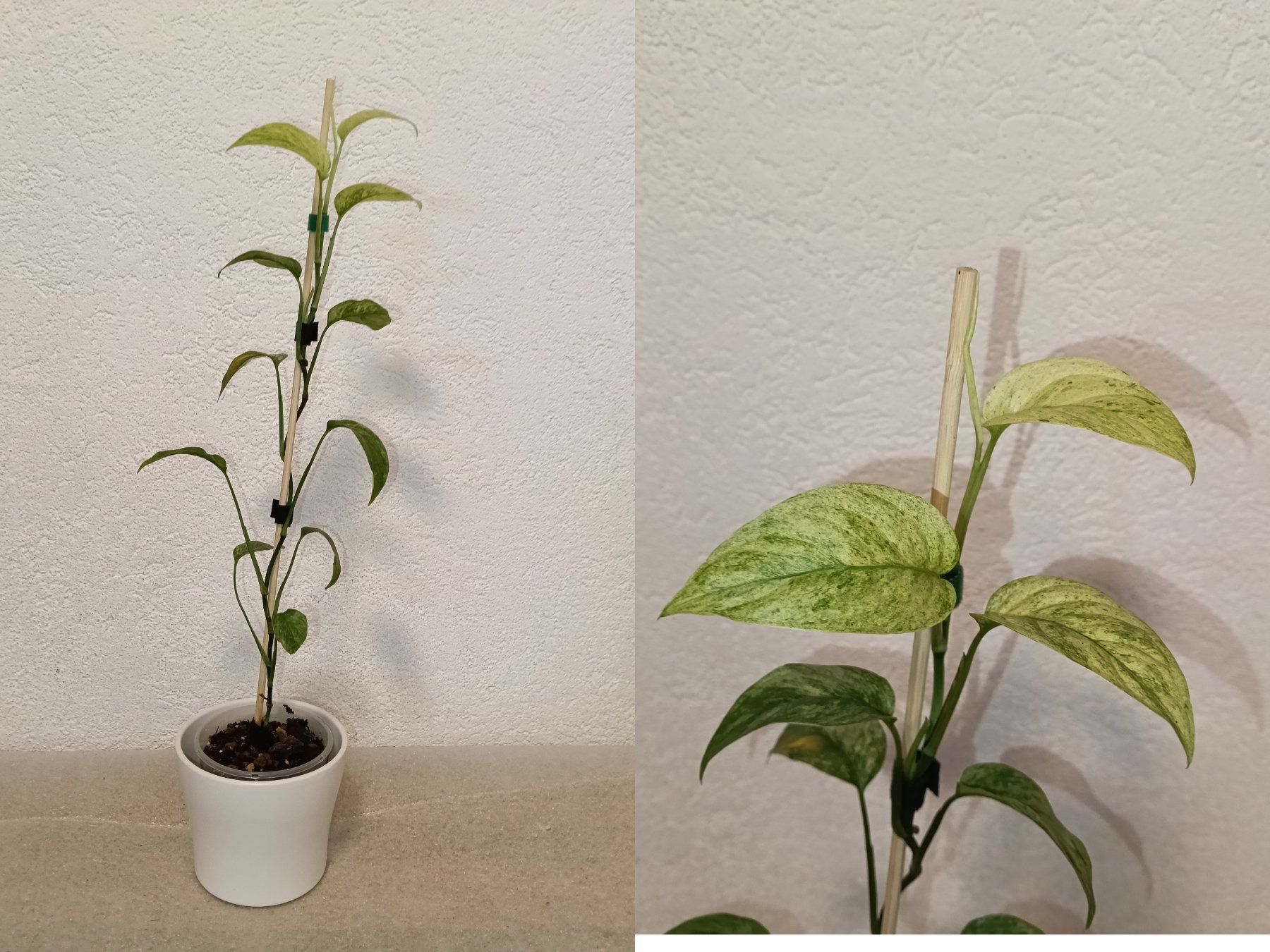 Piante & sementi: Monstera Laniata Mint Variegata – Nuovo (secondo la descrizione) da schöftland venduto da UniquePlants