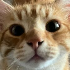 Profile image of LightOfBenji