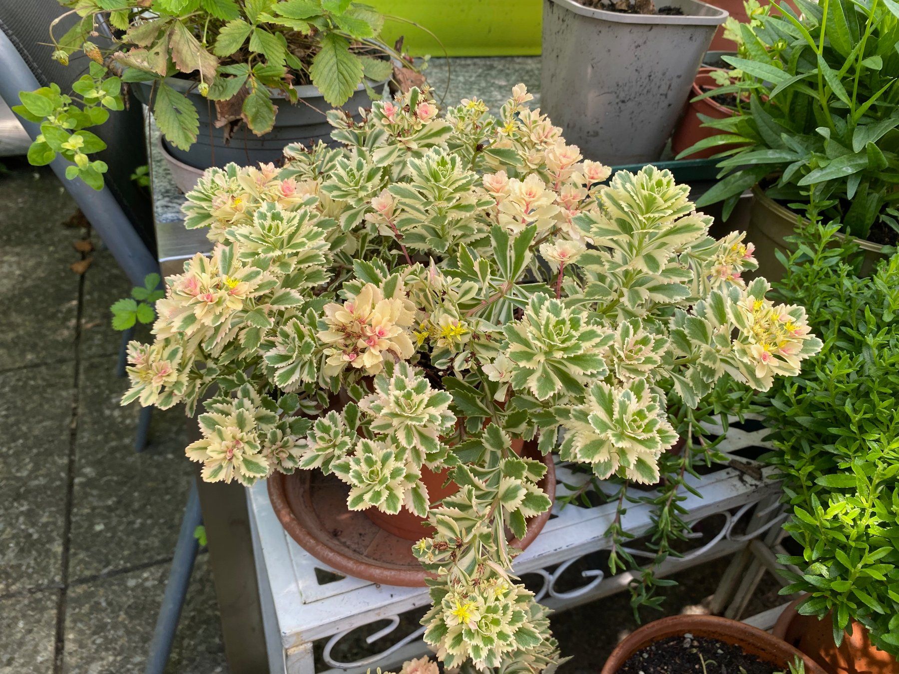Piante & sementi: Fettblatt - Sedum takesimense "Atlantis" variegata – Nuovo (secondo la descrizione) da Winterthur venduto da Aniger 3
