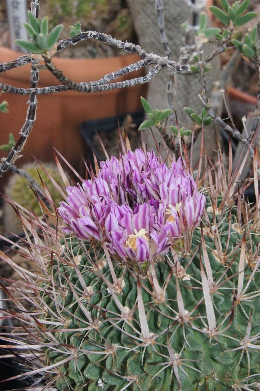 Plantes & graines: Stenocactus crispatus – Neuf (Voir description) à Geroldswil par botanicals 2