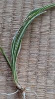 Chlorophytum Ableger mit Wurzeln gestreift