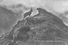 Weisstannen SG Steinbock Ansiedlung 5.1911 Foto Frei Nr.1079