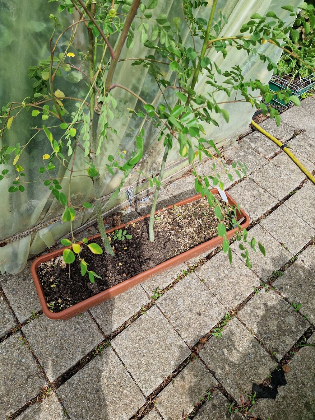 Piante & sementi: 2 Moringa Pflanzen ca 140 cm.Gross – Usato da Rothrist venduto da Aloe16 2
