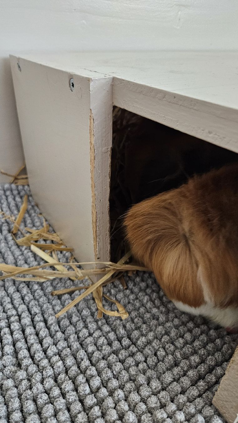 Cages, transport & sécurité: Meerschweinchen Gehege – D'occasion à Geuensee par ren_lts9 3