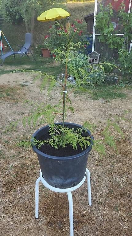 Pflanzen & Samen: Thuja, Lebensbaum Thuja occidentalis 'Brabant' 
l – Gebraucht aus Pfaffnau von Hawaiano