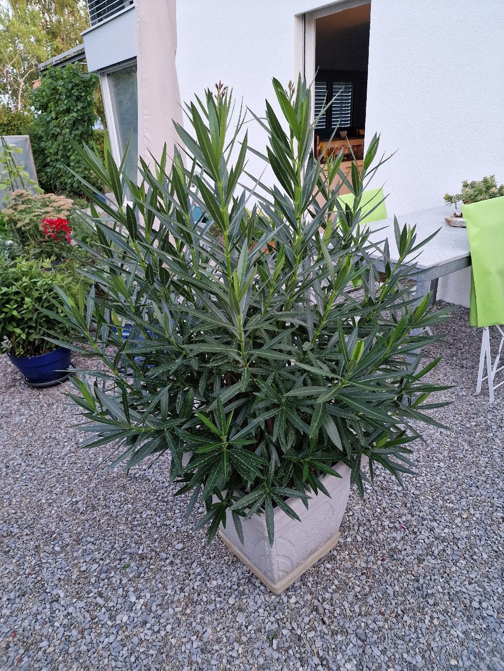 Pflanzen & Samen: Oleander im Topf – Neu (gemäss Beschreibung) aus Uster von Gulabin