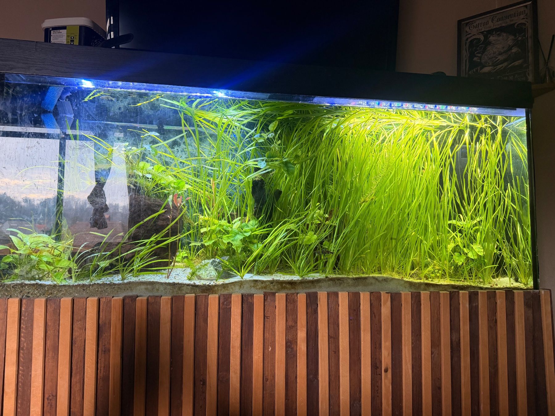 Aquarium: Grosses Aquarium – Gebraucht aus Leuzigen von Impreza89