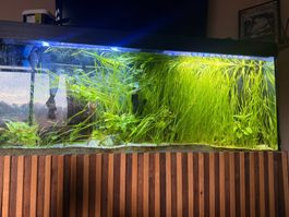 Grosses Aquarium