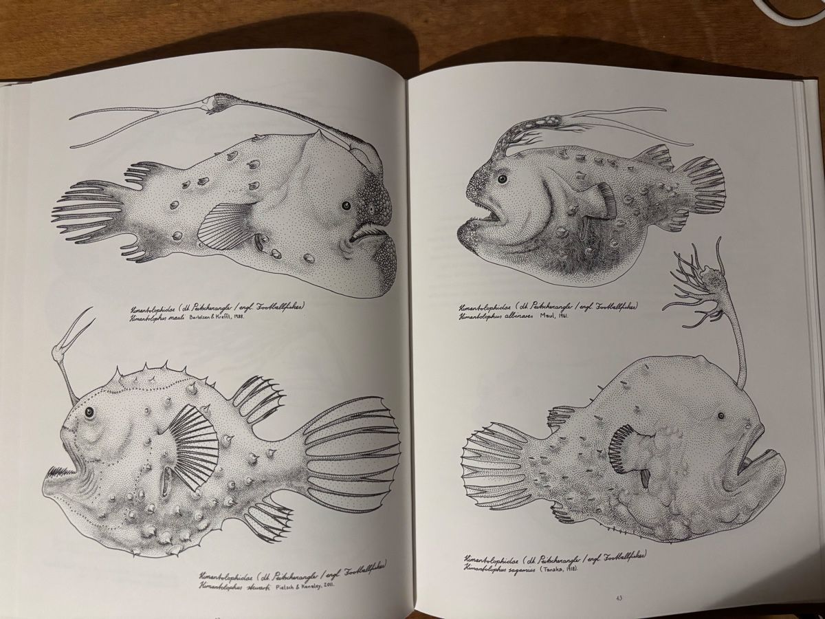 Livres: Jared Muralt. Tiefsee Angler – D'occasion à Zürich par WWehrle 2