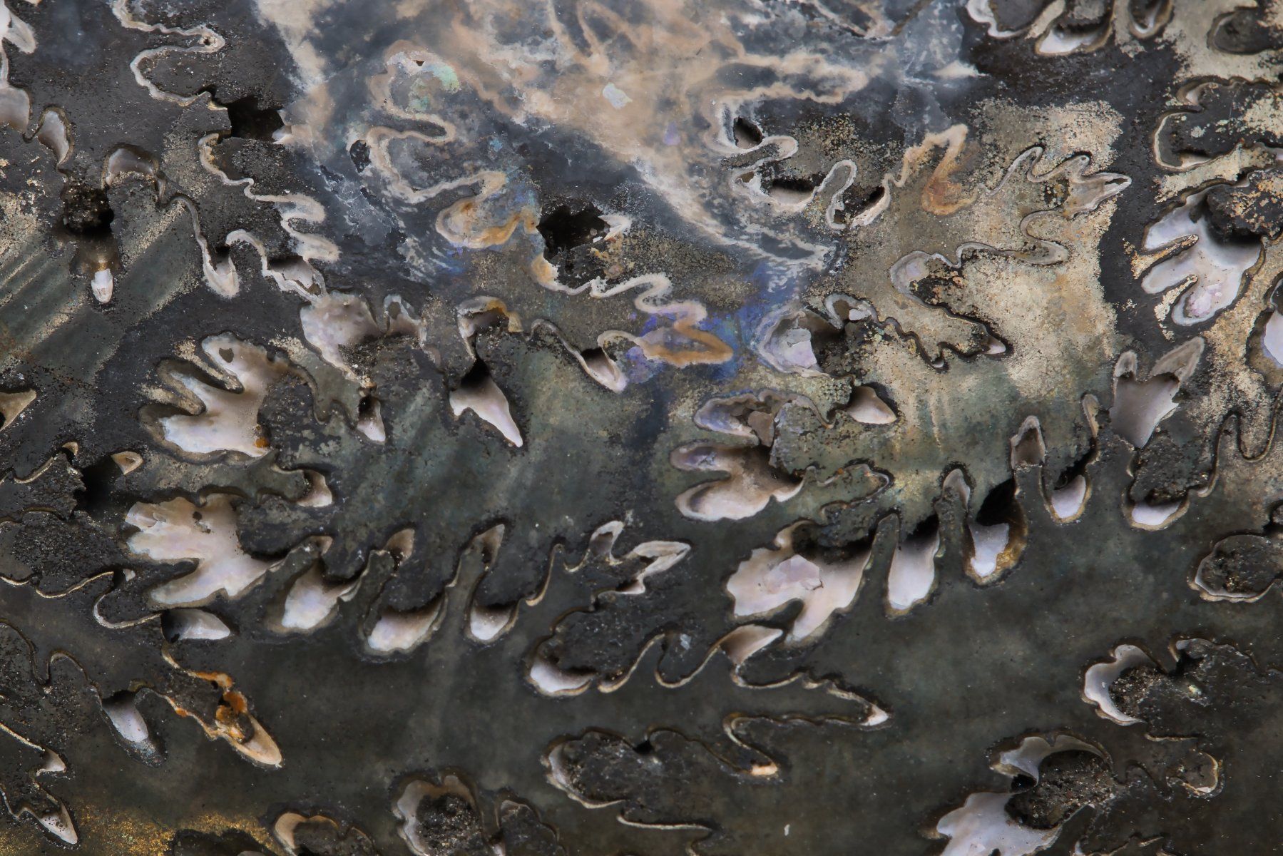 Fossili: Rainbow Pyrite Ammonite Cross-Section · Museum Grade – Usato da Zürich venduto da mau_8fvw 3