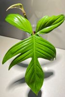 🔥Philodendron Florida Ghost (mit Neuaustrieb)