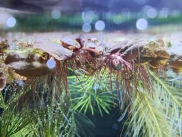 Phyllanthus Fluitans Schwimmpflanze
