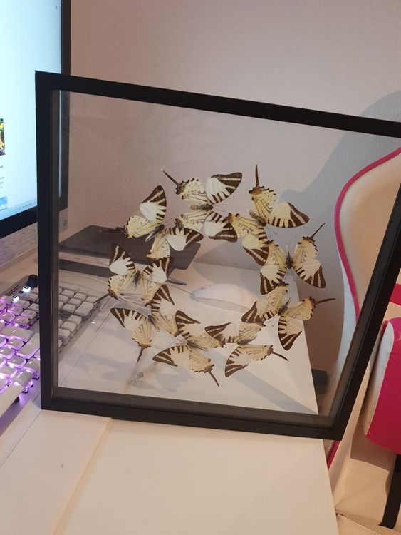 Zerodeko Schmetterling Vitrine 45x32x6cm - Schattenbox Für Insekten & Pflanzen