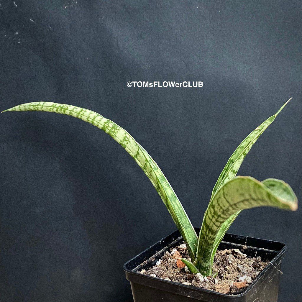 Piante & sementi: Sansevieria Crocodile Rock - 100% Bio-Anzucht – Nuovo e nell'imballaggio originale da Adliswil venduto da astom369 2