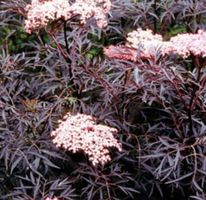 Seltene Gartenpflanze Sambucus BLACK LACE 40-50 cm