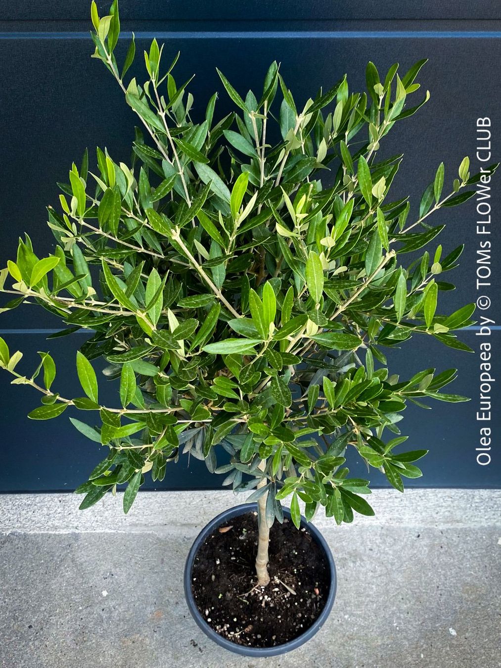 Pflanzen & Samen: Olivenbaum - Olea Europaea - schönes Bäumchen – Neu und originalverpackt aus Adliswil von astom369